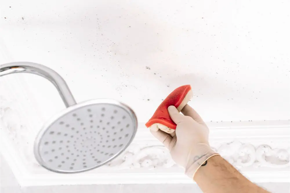 learn how to get rid of mold in bathroom ceiling
